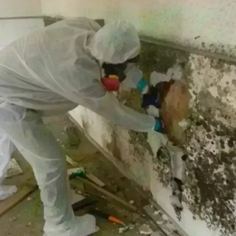 Mold Remediation and Removal in Devils Lake, ND